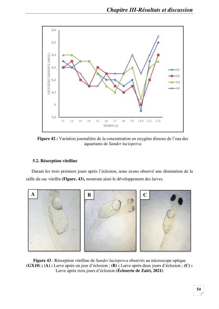 Contribution à la reproduction semi-contrôlée et à l’élevage larvaire d’une espèce carnassière d’eau douce : Cas de Sander lucioperca