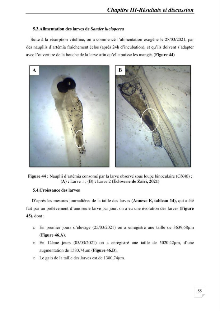 Contribution à la reproduction semi-contrôlée et à l’élevage larvaire d’une espèce carnassière d’eau douce : Cas de Sander lucioperca