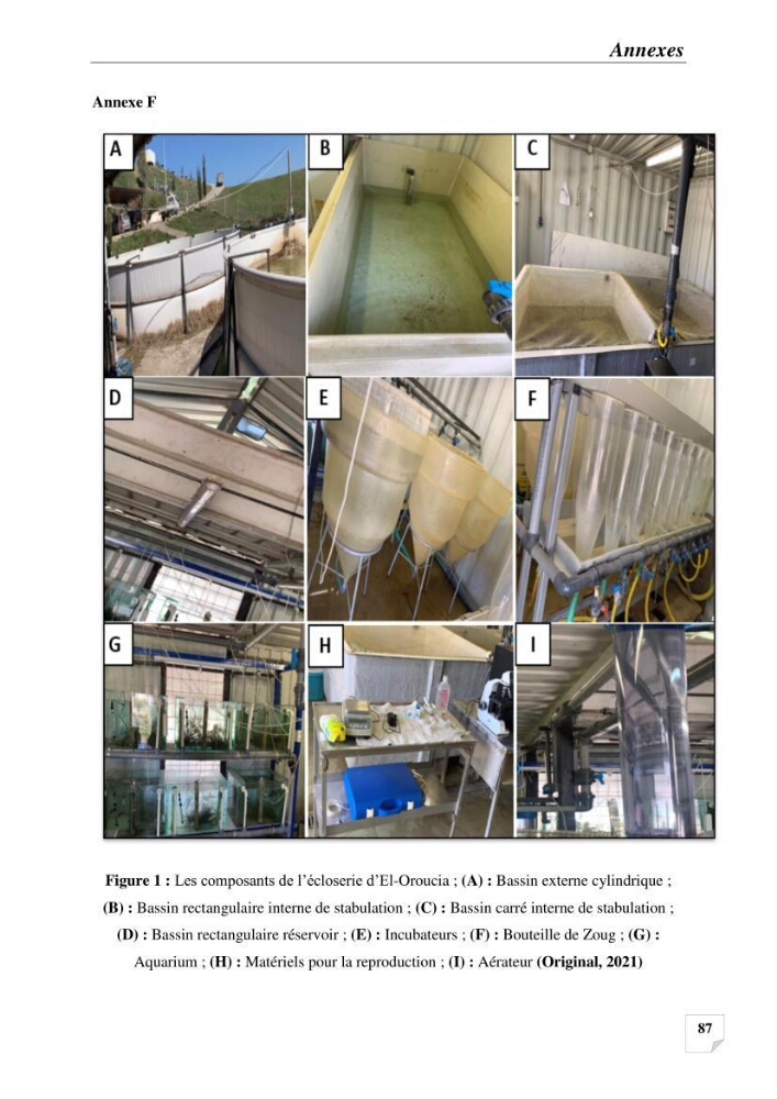 Contribution à la reproduction semi-contrôlée et à l’élevage larvaire d’une espèce carnassière d’eau douce : Cas de Sander lucioperca