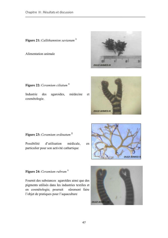 Actualisation de l\'inventaire des Rhodobiontes des côtes Algériennes et mise en évidence des éspèces à intérêt aquacole