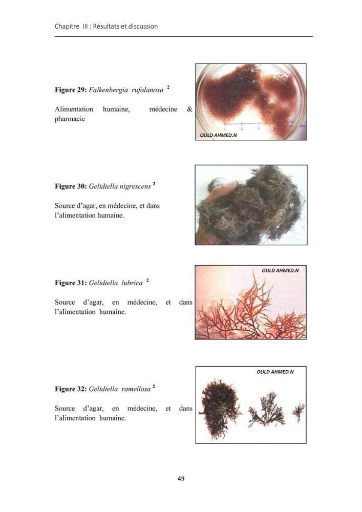 Actualisation de l\'inventaire des Rhodobiontes des côtes Algériennes et mise en évidence des éspèces à intérêt aquacole