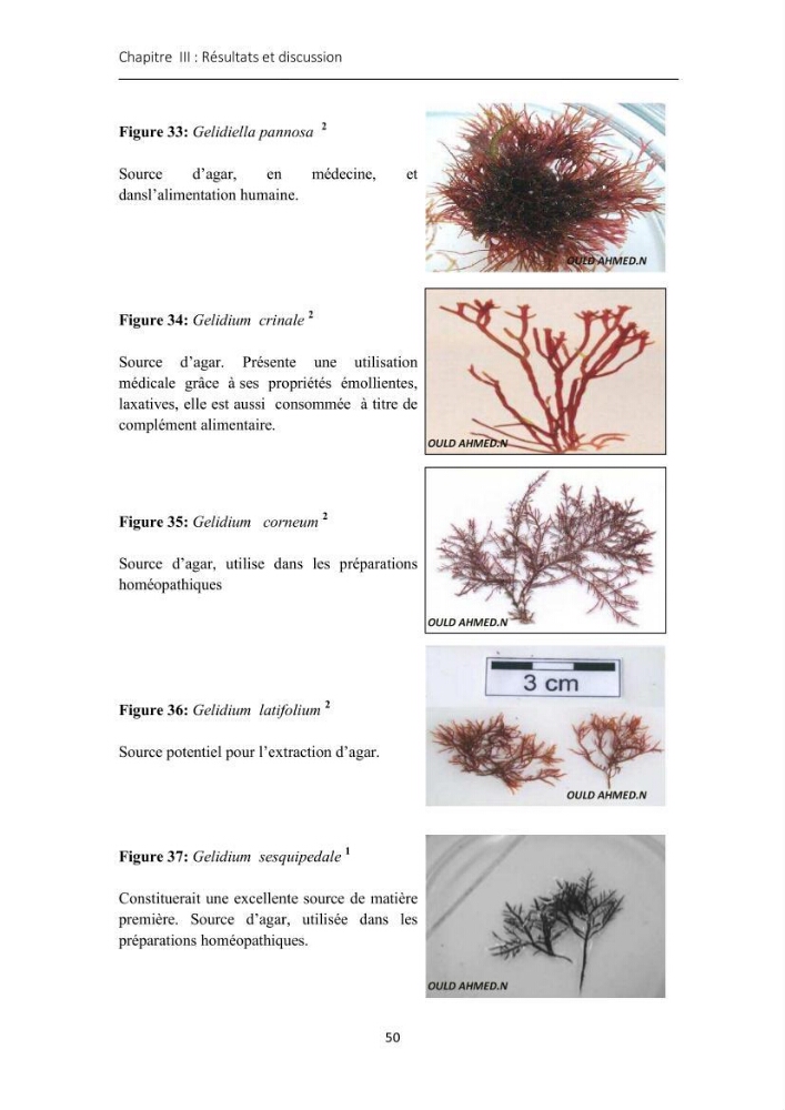 Actualisation de l\'inventaire des Rhodobiontes des côtes Algériennes et mise en évidence des éspèces à intérêt aquacole