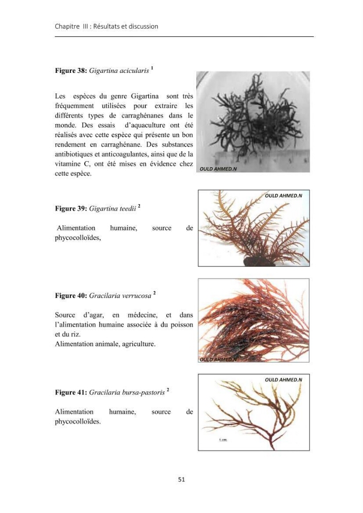 Actualisation de l\'inventaire des Rhodobiontes des côtes Algériennes et mise en évidence des éspèces à intérêt aquacole