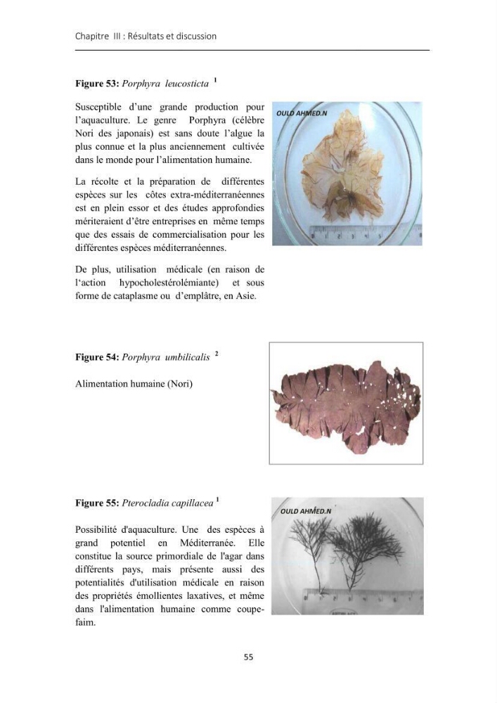 Actualisation de l\'inventaire des Rhodobiontes des côtes Algériennes et mise en évidence des éspèces à intérêt aquacole