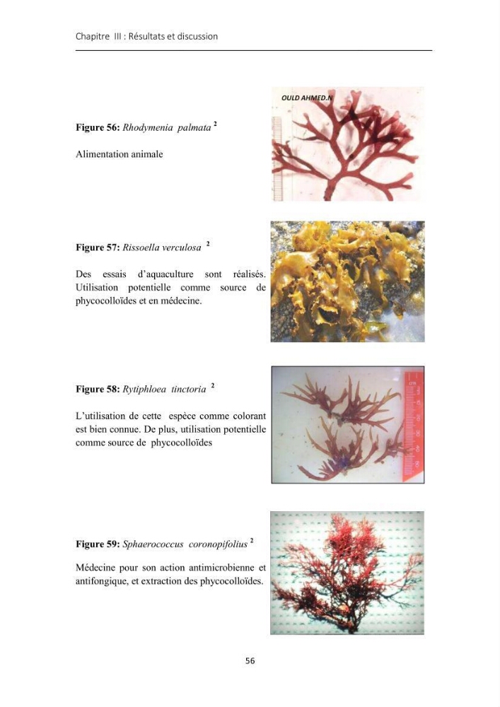 Actualisation de l\'inventaire des Rhodobiontes des côtes Algériennes et mise en évidence des éspèces à intérêt aquacole
