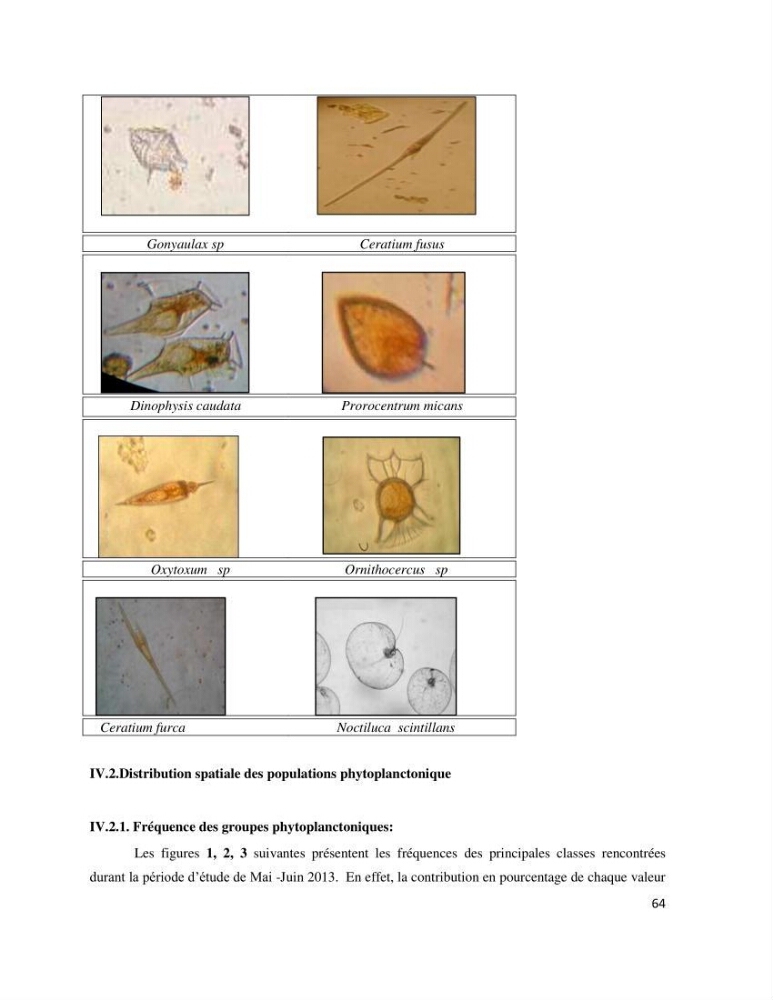 Dynamique et diversité du phytoplancton de la côte Algérienne