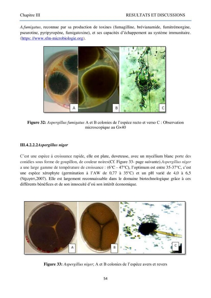 Détermination et criblage de la flore fongique potentiellement toxinogène du port d’Alger et de la ferme aquacole « Cultmare » de Tipaza :test de toxicité sur les larves d’Artémie
