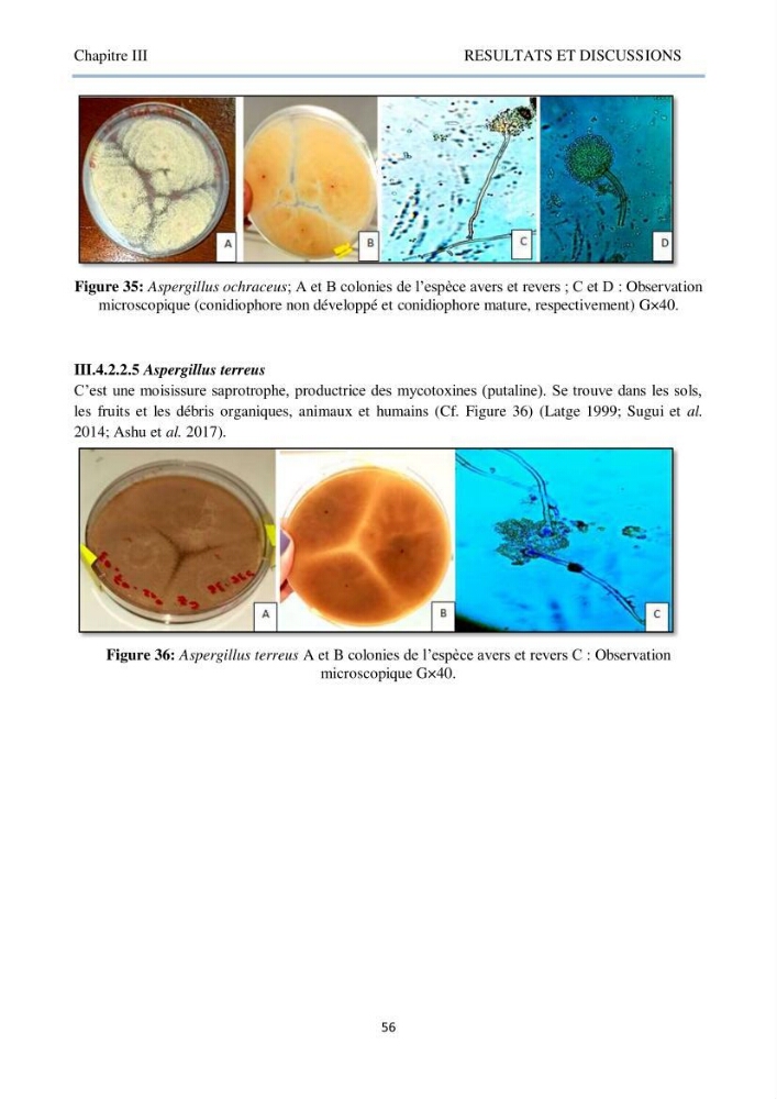 Détermination et criblage de la flore fongique potentiellement toxinogène du port d’Alger et de la ferme aquacole « Cultmare » de Tipaza :test de toxicité sur les larves d’Artémie