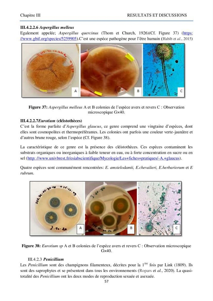 Détermination et criblage de la flore fongique potentiellement toxinogène du port d’Alger et de la ferme aquacole « Cultmare » de Tipaza :test de toxicité sur les larves d’Artémie