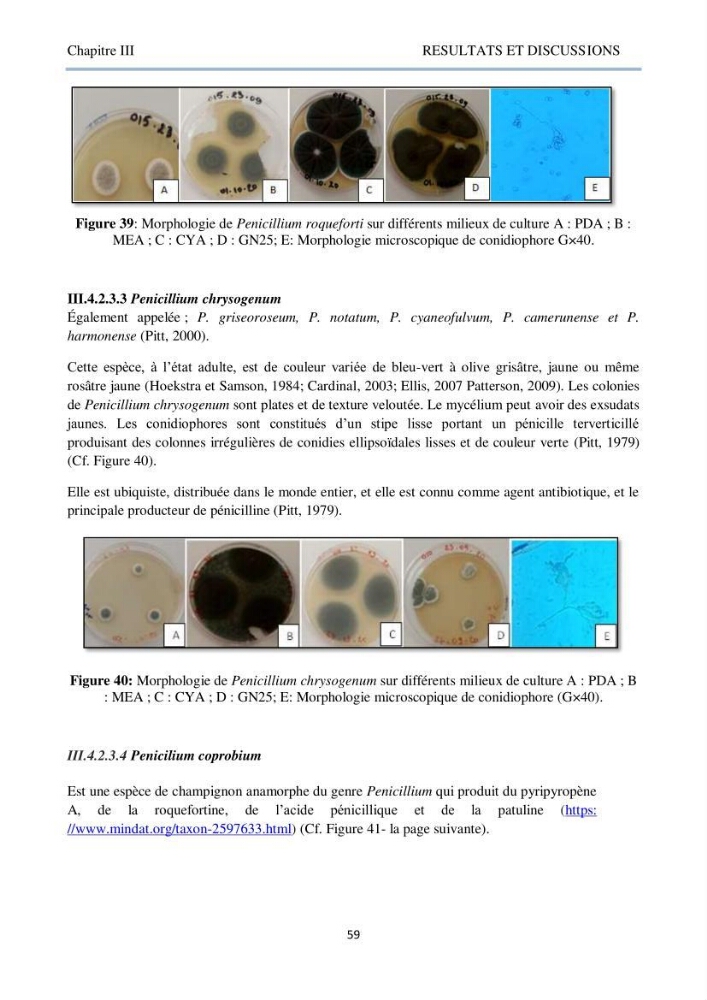 Détermination et criblage de la flore fongique potentiellement toxinogène du port d’Alger et de la ferme aquacole « Cultmare » de Tipaza :test de toxicité sur les larves d’Artémie