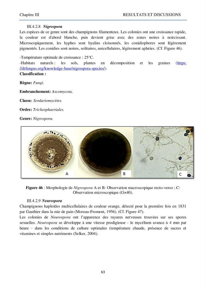 Détermination et criblage de la flore fongique potentiellement toxinogène du port d’Alger et de la ferme aquacole « Cultmare » de Tipaza :test de toxicité sur les larves d’Artémie