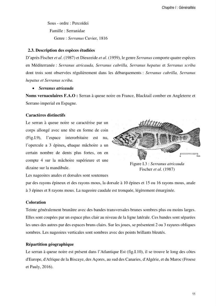Approche écosystémique de la pêcherie artisanale de la baie de Bou Ismail : cas des serrans (Osteichthyens, Serranidae)