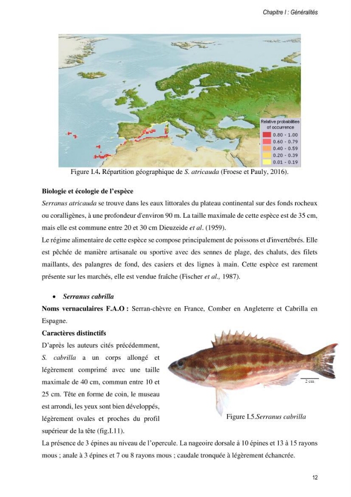 Approche écosystémique de la pêcherie artisanale de la baie de Bou Ismail : cas des serrans (Osteichthyens, Serranidae)