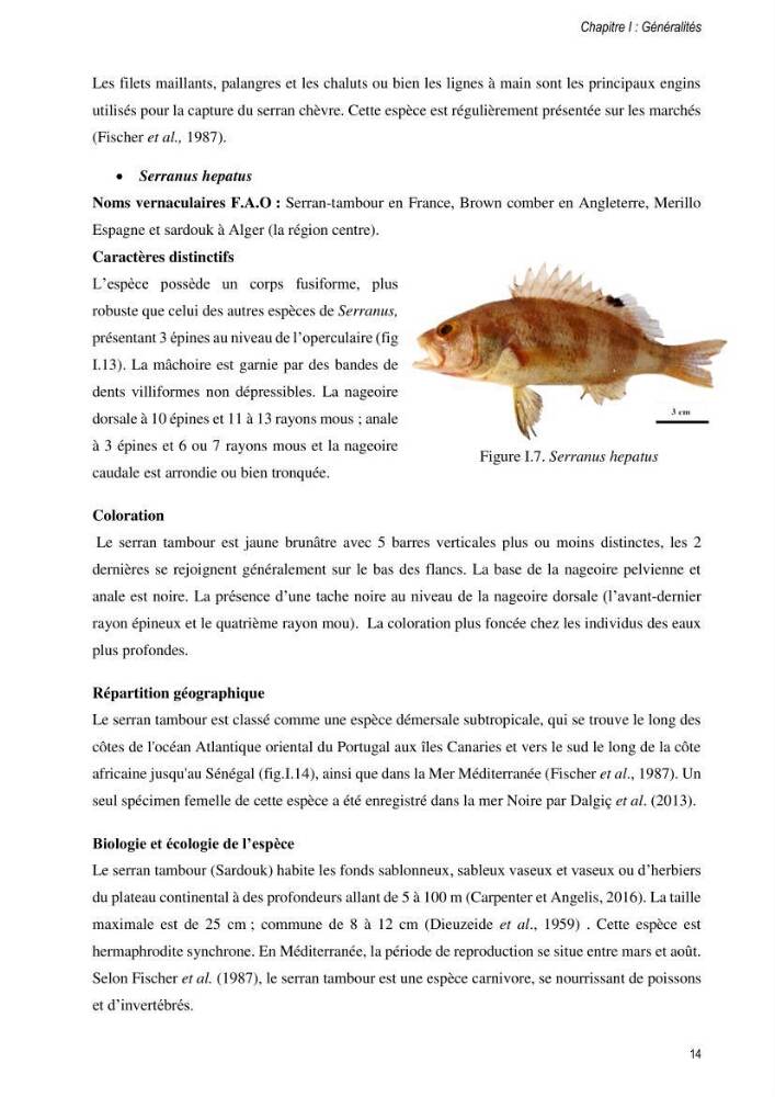 Approche écosystémique de la pêcherie artisanale de la baie de Bou Ismail : cas des serrans (Osteichthyens, Serranidae)