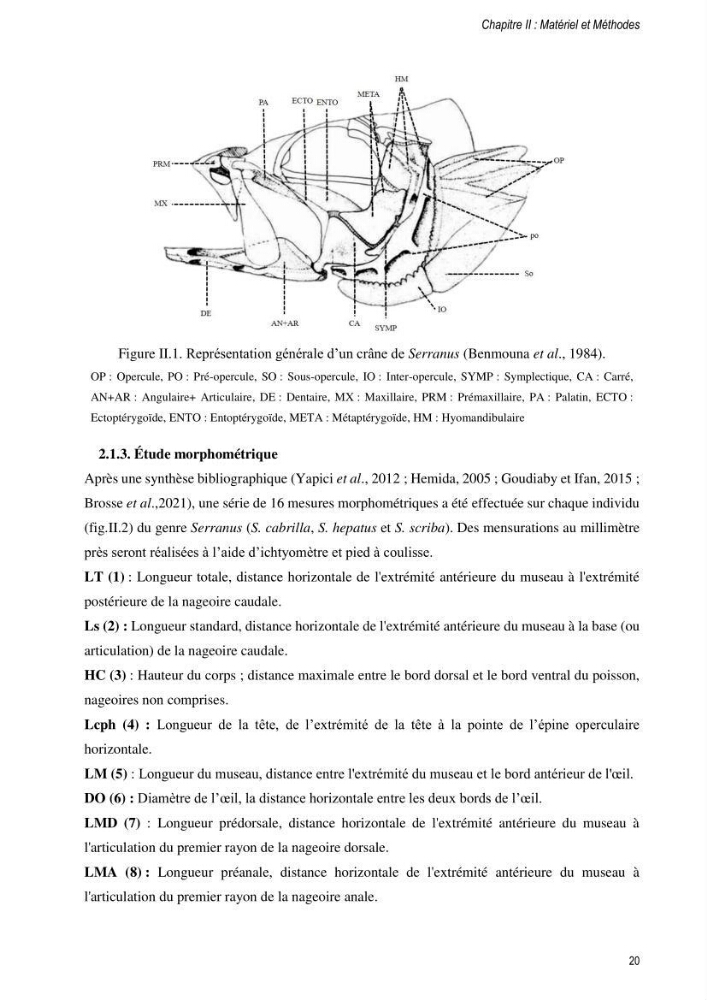 Approche écosystémique de la pêcherie artisanale de la baie de Bou Ismail : cas des serrans (Osteichthyens, Serranidae)