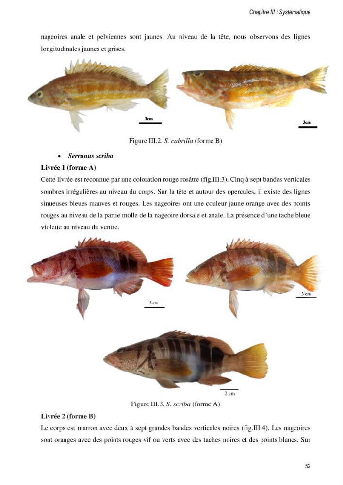 Approche écosystémique de la pêcherie artisanale de la baie de Bou Ismail : cas des serrans (Osteichthyens, Serranidae)