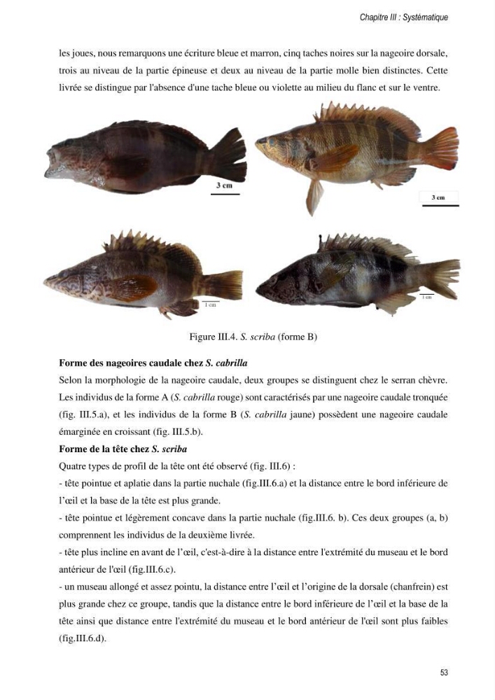 Approche écosystémique de la pêcherie artisanale de la baie de Bou Ismail : cas des serrans (Osteichthyens, Serranidae)