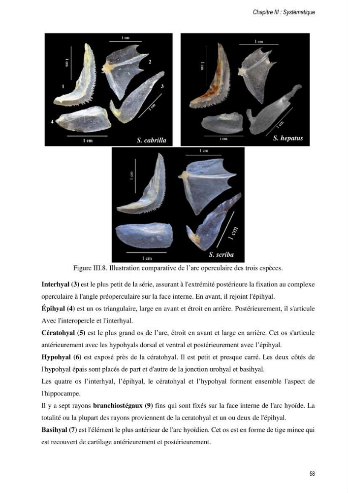 Approche écosystémique de la pêcherie artisanale de la baie de Bou Ismail : cas des serrans (Osteichthyens, Serranidae)
