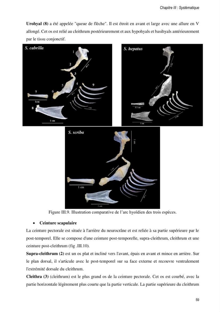 Approche écosystémique de la pêcherie artisanale de la baie de Bou Ismail : cas des serrans (Osteichthyens, Serranidae)