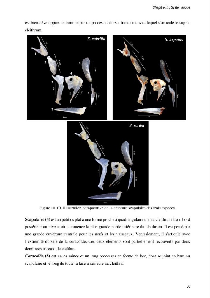 Approche écosystémique de la pêcherie artisanale de la baie de Bou Ismail : cas des serrans (Osteichthyens, Serranidae)