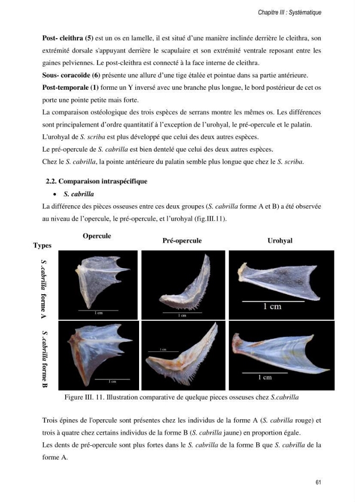Approche écosystémique de la pêcherie artisanale de la baie de Bou Ismail : cas des serrans (Osteichthyens, Serranidae)