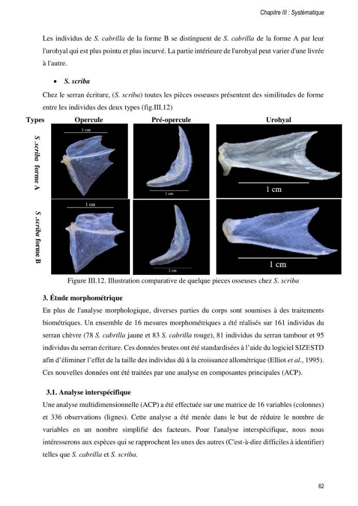 Approche écosystémique de la pêcherie artisanale de la baie de Bou Ismail : cas des serrans (Osteichthyens, Serranidae)