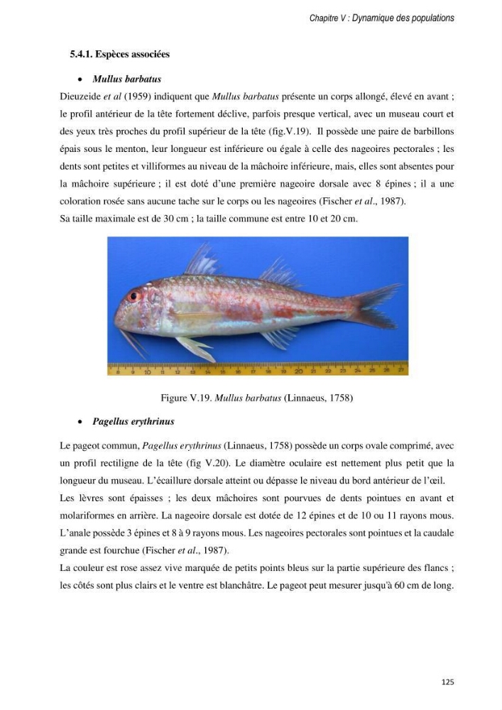 Approche écosystémique de la pêcherie artisanale de la baie de Bou Ismail : cas des serrans (Osteichthyens, Serranidae)