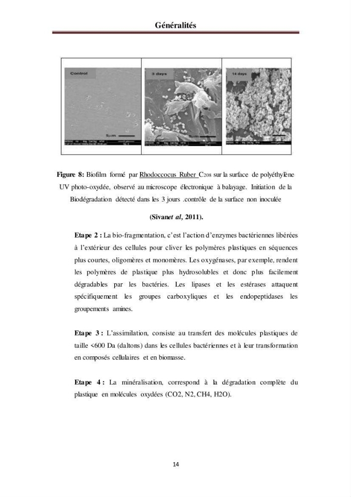 Evaluation quantitative des microplastiques dans la baie de Bou-Ismail