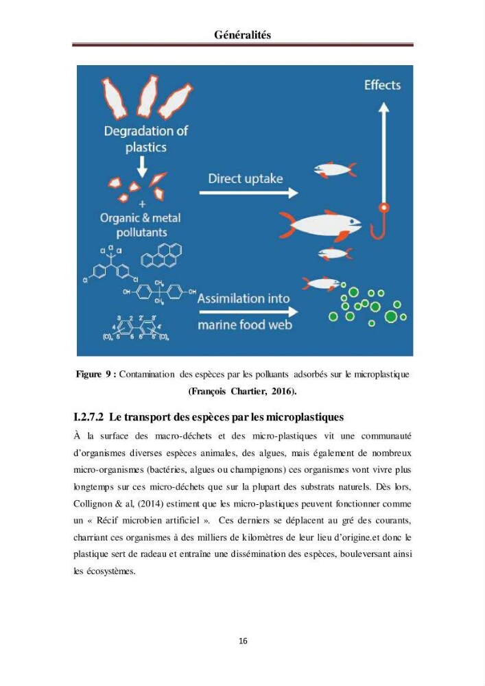 Evaluation quantitative des microplastiques dans la baie de Bou-Ismail