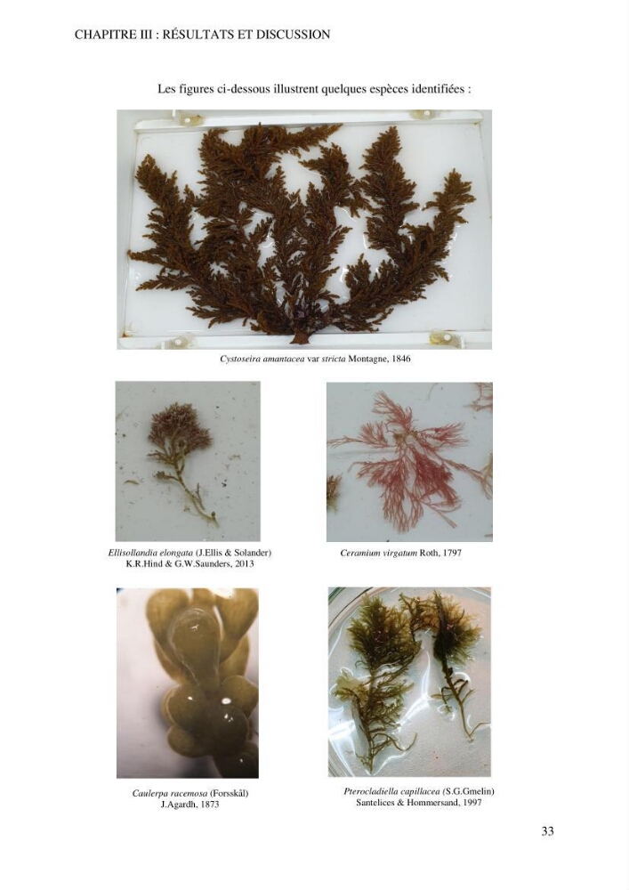 Bioévaluation de la qualité écologique des eaux marines cotières par utilisation des peuplements macroalgaux