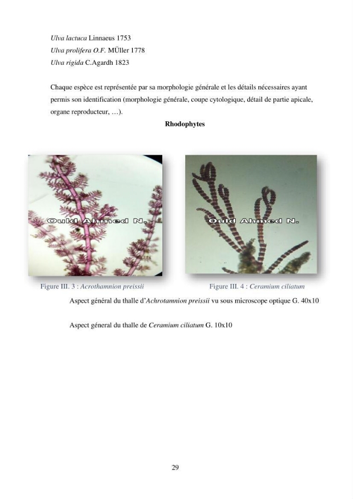 Etude des algues marines de la région de Tipaza :taxonomie et mise en évidence des espèces à intérêt aquacole