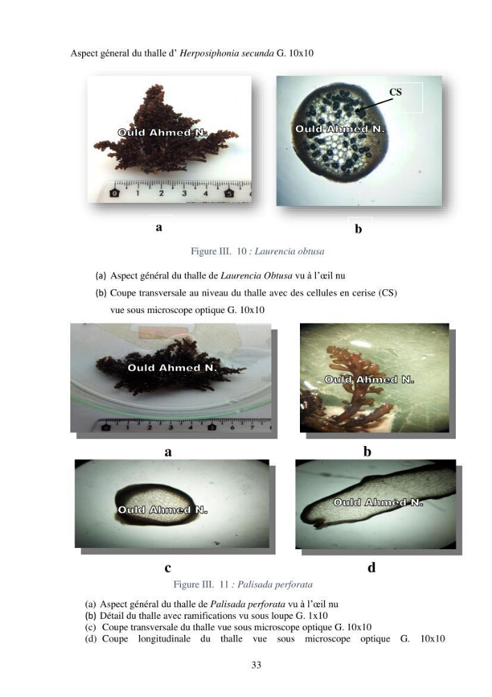 Etude des algues marines de la région de Tipaza :taxonomie et mise en évidence des espèces à intérêt aquacole