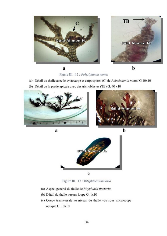 Etude des algues marines de la région de Tipaza :taxonomie et mise en évidence des espèces à intérêt aquacole