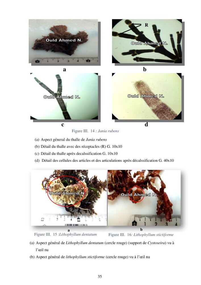 Etude des algues marines de la région de Tipaza :taxonomie et mise en évidence des espèces à intérêt aquacole