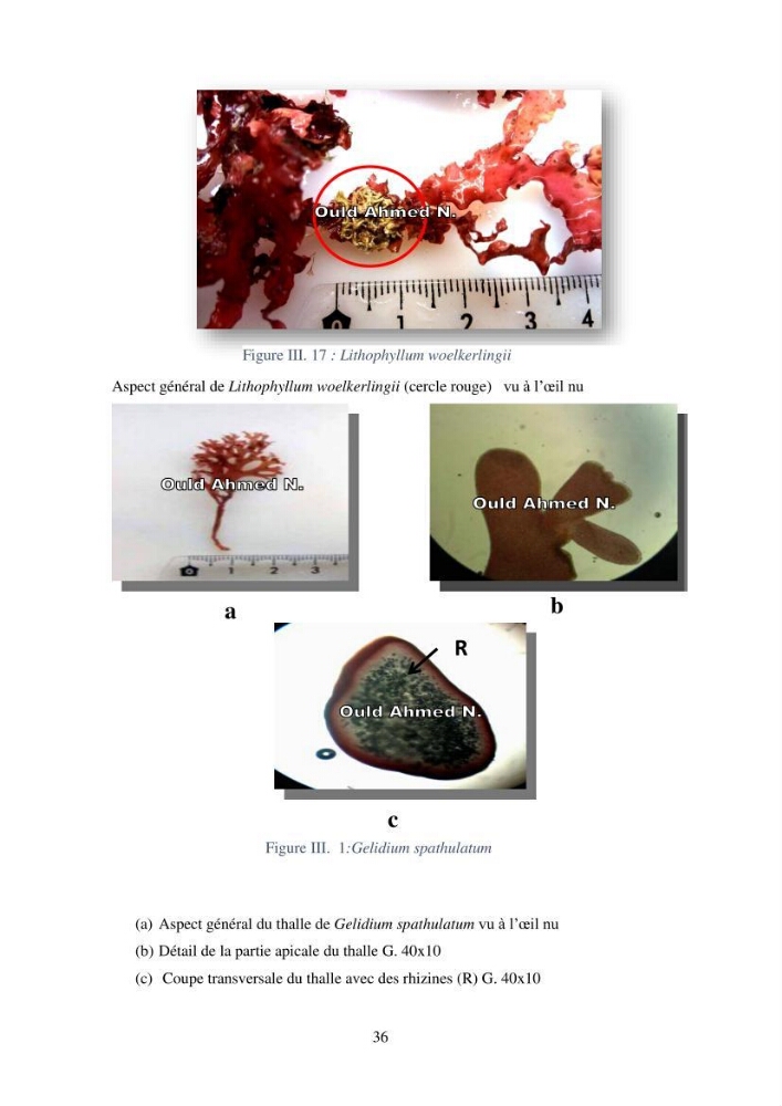 Etude des algues marines de la région de Tipaza :taxonomie et mise en évidence des espèces à intérêt aquacole