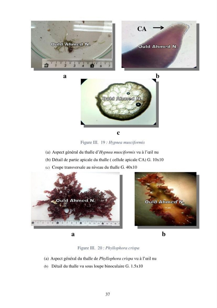 Etude des algues marines de la région de Tipaza :taxonomie et mise en évidence des espèces à intérêt aquacole