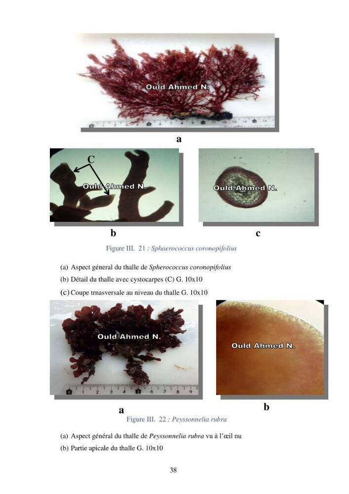 Etude des algues marines de la région de Tipaza :taxonomie et mise en évidence des espèces à intérêt aquacole