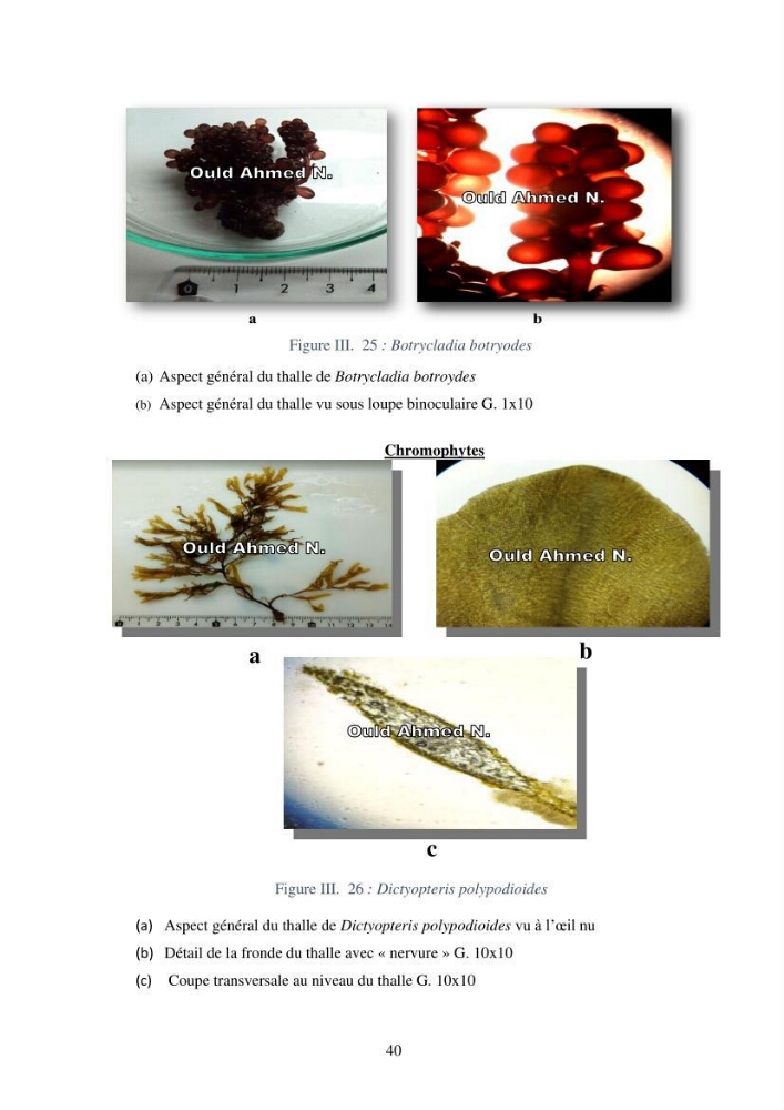 Etude des algues marines de la région de Tipaza :taxonomie et mise en évidence des espèces à intérêt aquacole
