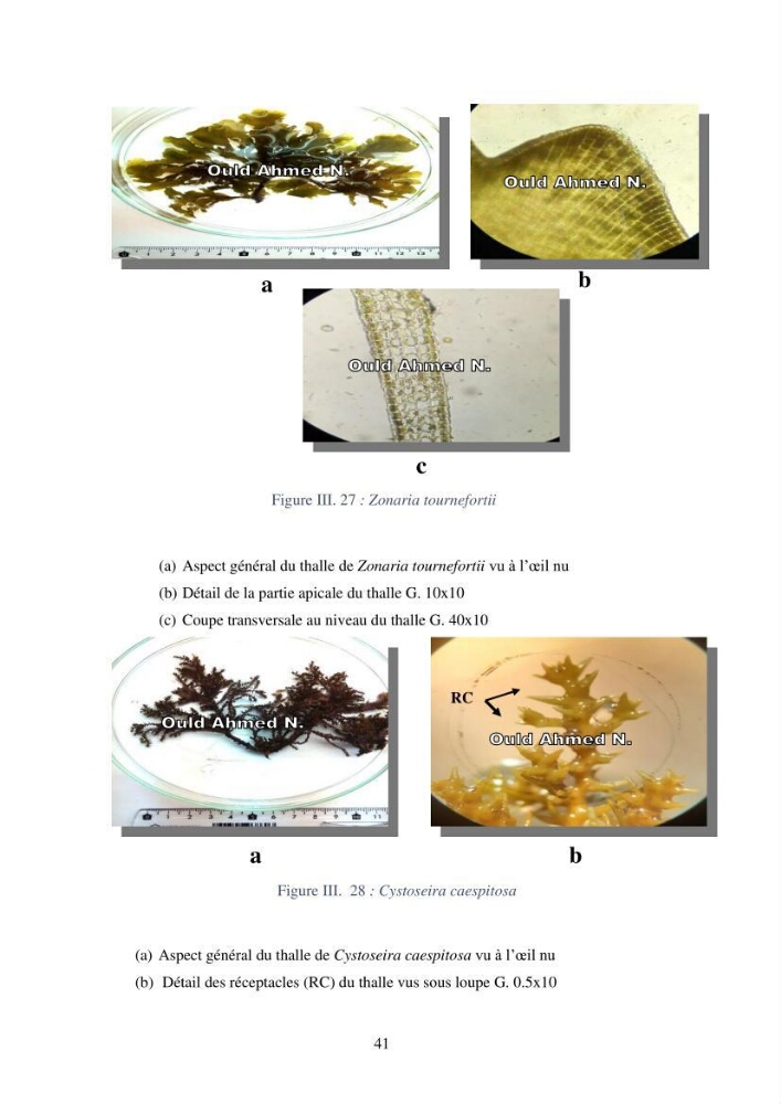 Etude des algues marines de la région de Tipaza :taxonomie et mise en évidence des espèces à intérêt aquacole