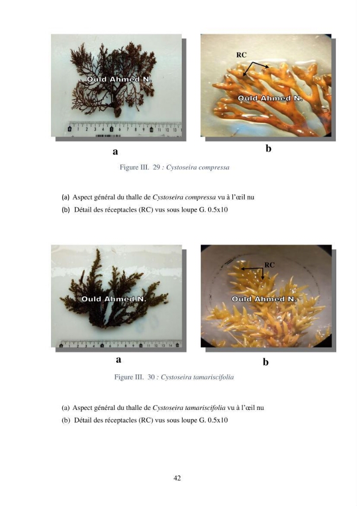 Etude des algues marines de la région de Tipaza :taxonomie et mise en évidence des espèces à intérêt aquacole