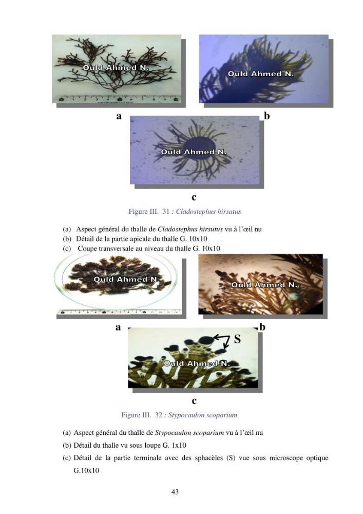 Etude des algues marines de la région de Tipaza :taxonomie et mise en évidence des espèces à intérêt aquacole