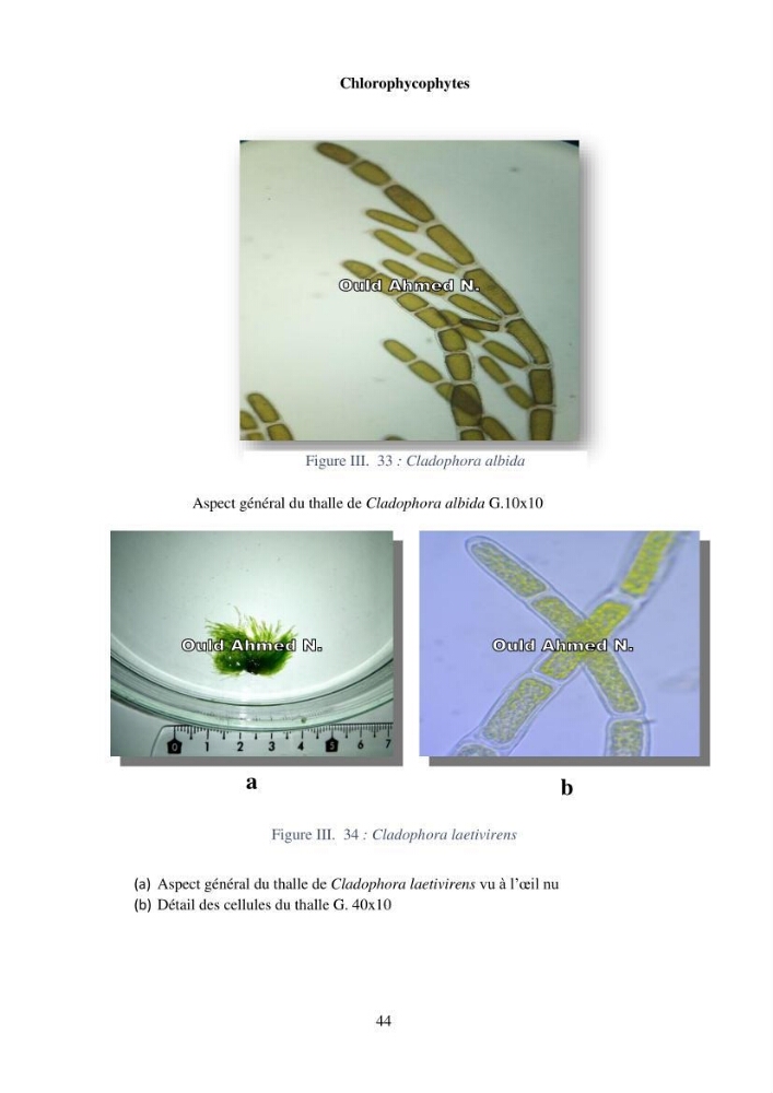 Etude des algues marines de la région de Tipaza :taxonomie et mise en évidence des espèces à intérêt aquacole