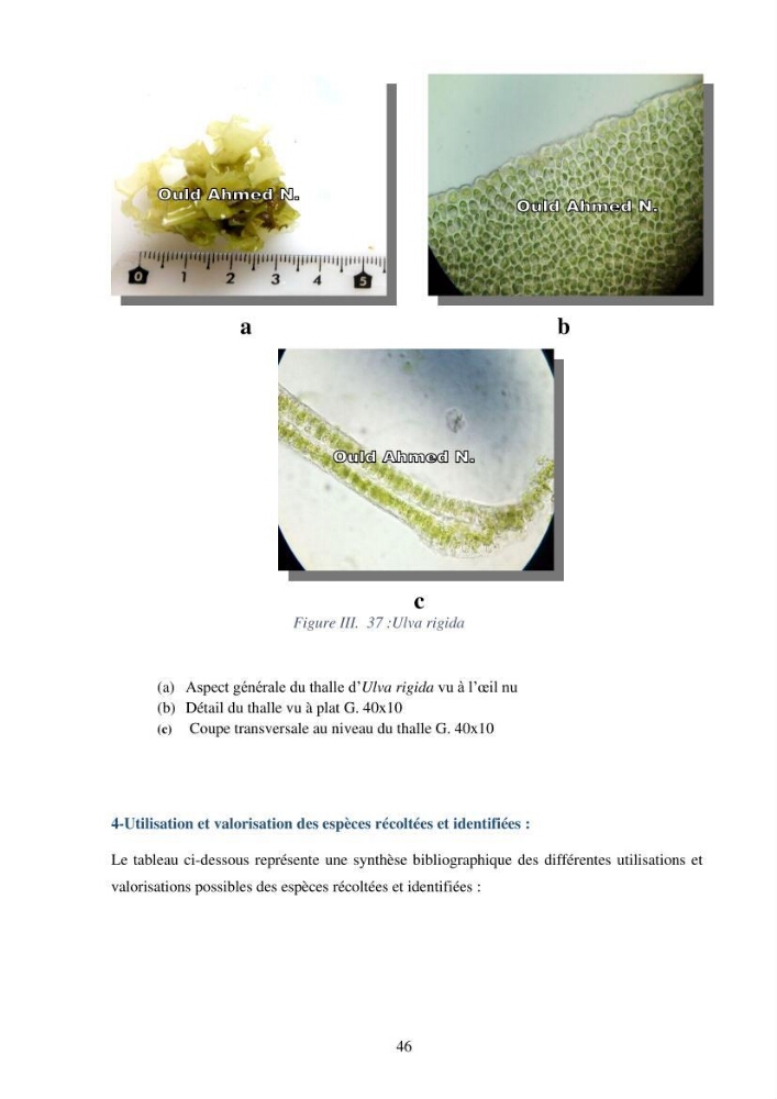 Etude des algues marines de la région de Tipaza :taxonomie et mise en évidence des espèces à intérêt aquacole