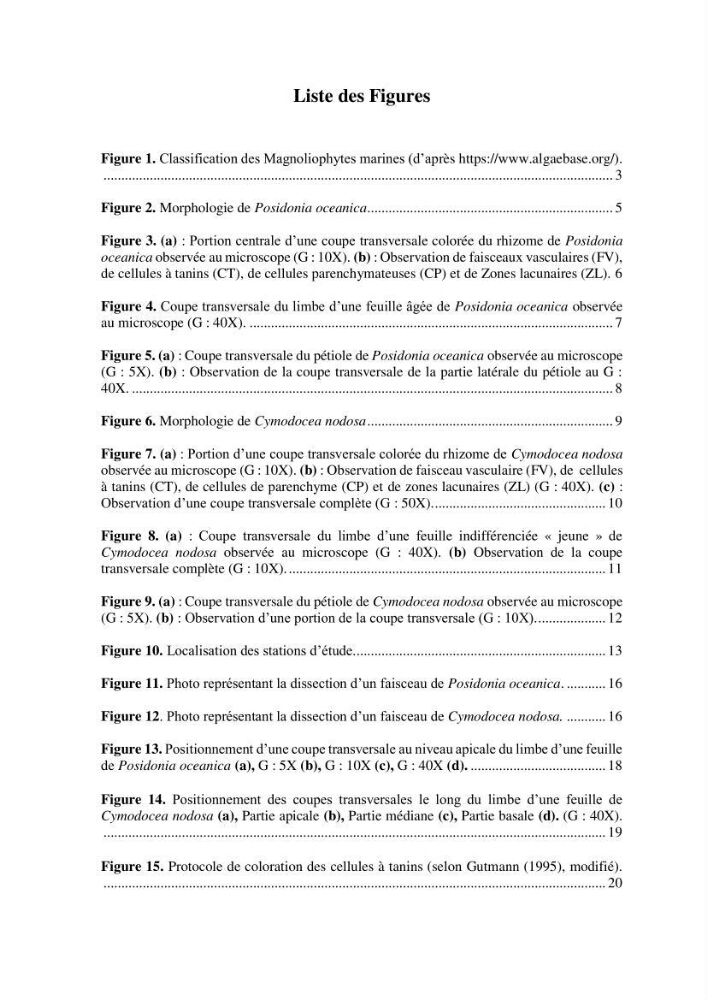 Distribution des cellules a tanins chez les Magnoliophytes marines