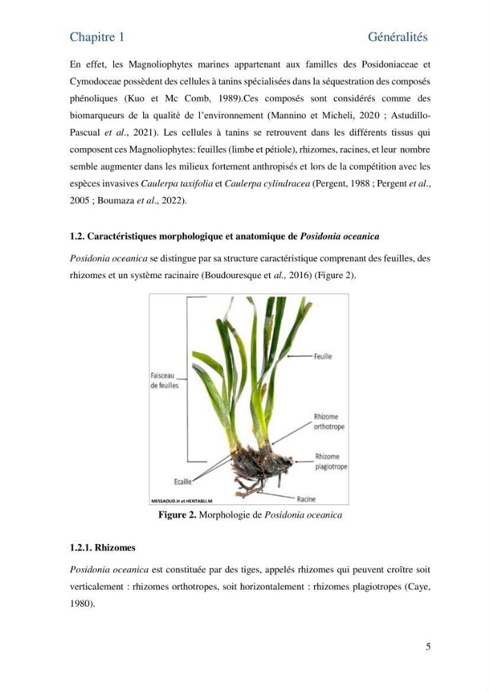 Distribution des cellules a tanins chez les Magnoliophytes marines