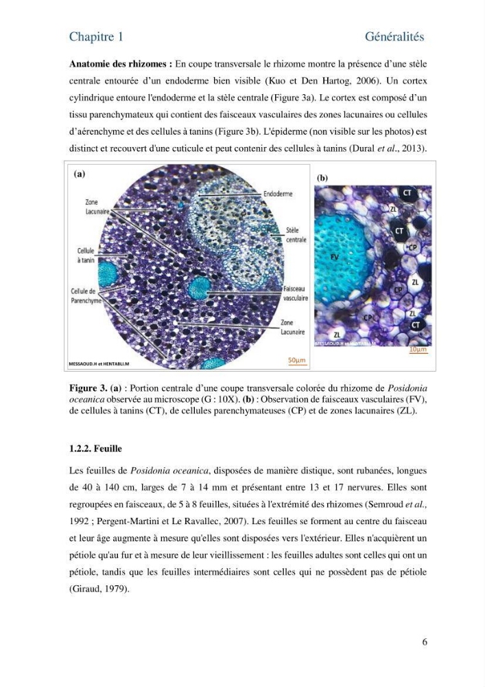 Distribution des cellules a tanins chez les Magnoliophytes marines
