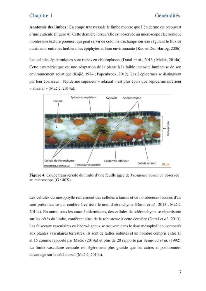 Distribution des cellules a tanins chez les Magnoliophytes marines