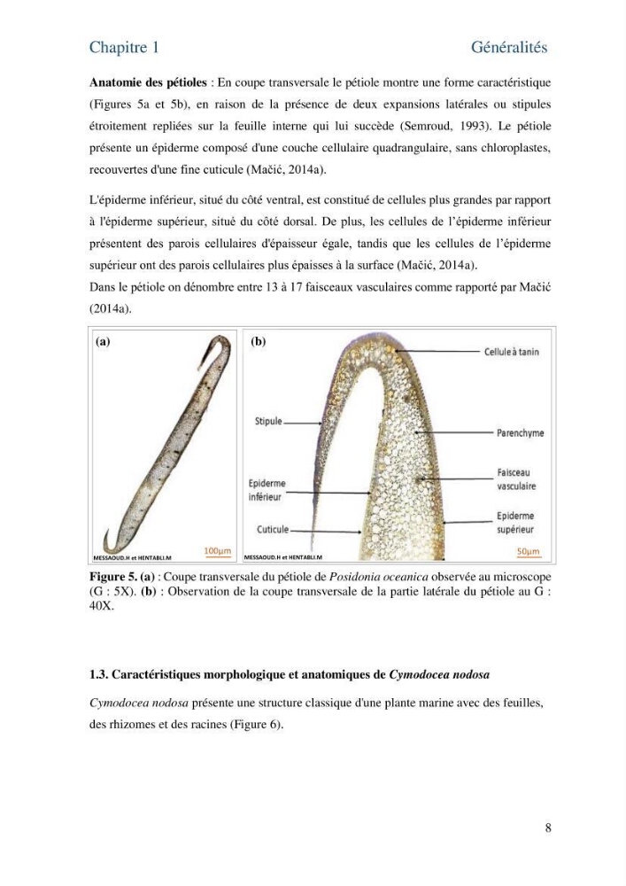 Distribution des cellules a tanins chez les Magnoliophytes marines