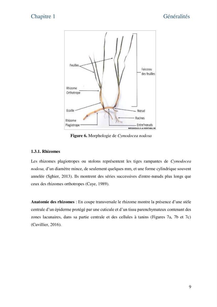 Distribution des cellules a tanins chez les Magnoliophytes marines