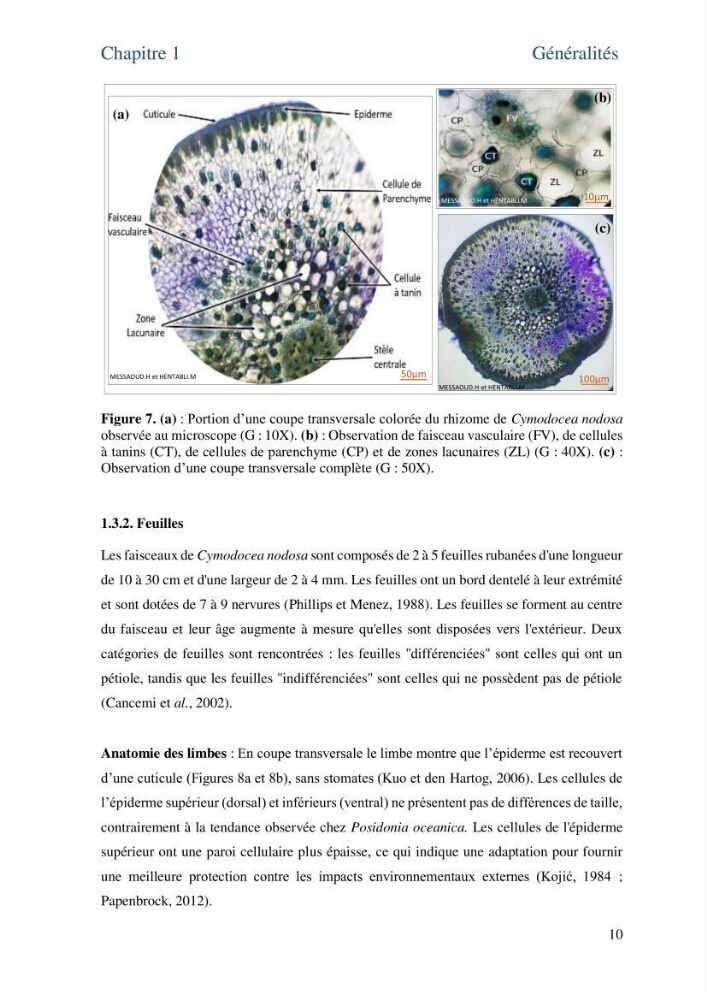 Distribution des cellules a tanins chez les Magnoliophytes marines
